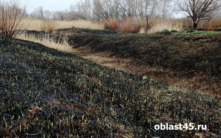 В Курганской области сгорело лесов на 116 млн рублей.