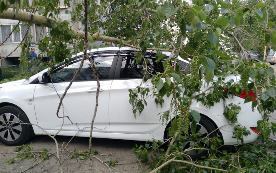 В Кургане сильный ветер обрушил деревья на автомобили