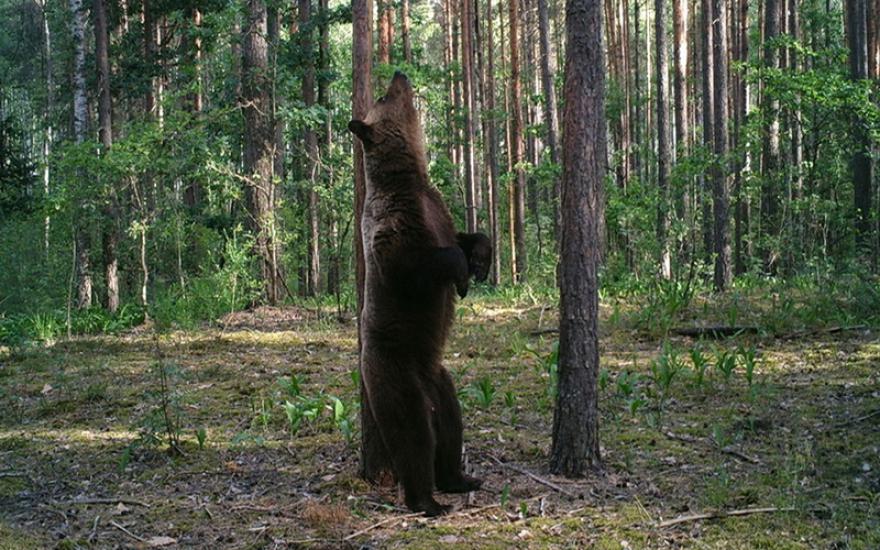 Танцующего медведя-великана запечатлела фотоловушка.
