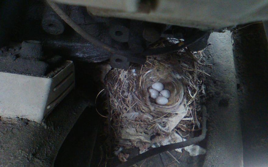 В Кургане птица свила гнездо в машине, пока хозяин отсутствовал.
