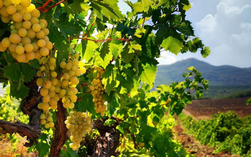 Площадь виноградников Крыма выросла в 4 раза