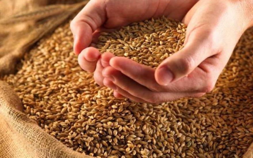 Аграриям не хватает 30 000 тонн семян