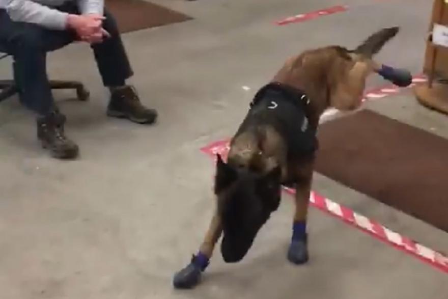 Полицейский пес в ботинках набрал более 6 миллионов просмотров в сети