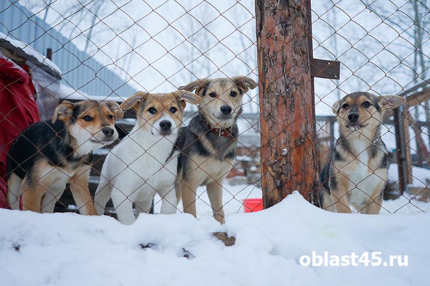 Собачья жизнь. Журналисты телекомпании «Область 45» взялись помогать бездомным животным