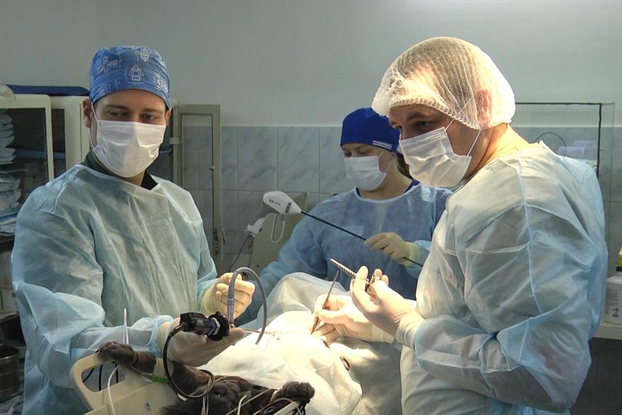 Курганскую кошку прилетел оперировать ветеринар из Словении 