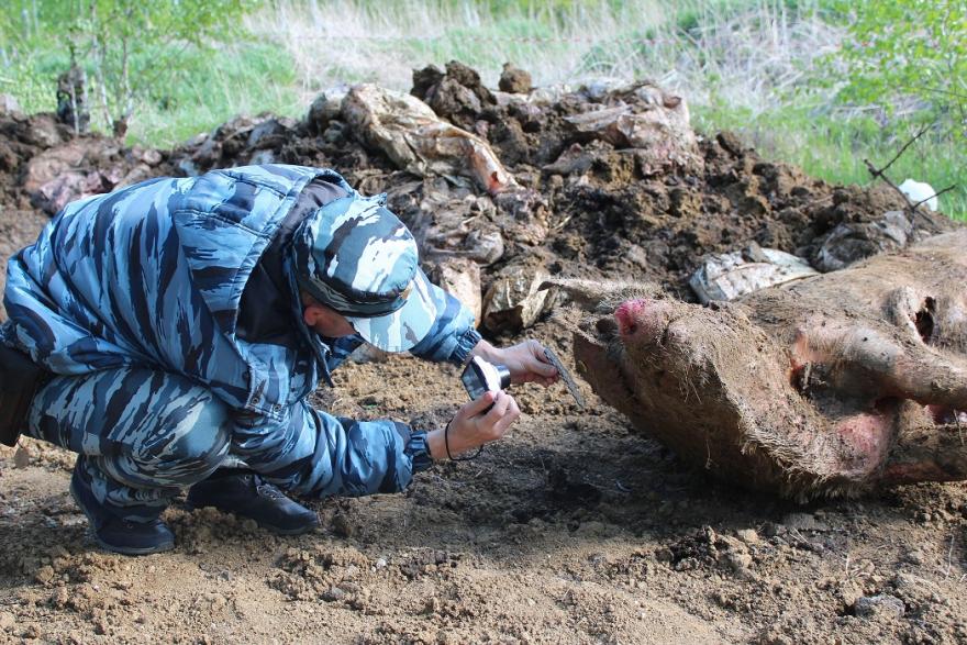 Неизвестные в Курганской области закопали туши животных в землю 