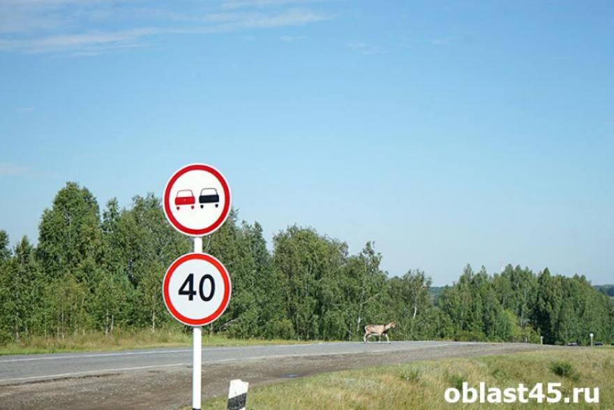 В России хотят увеличить лимит скорости на дорогах