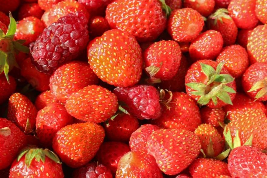 Россияне увидят на прилавках больше ягод местного производства 