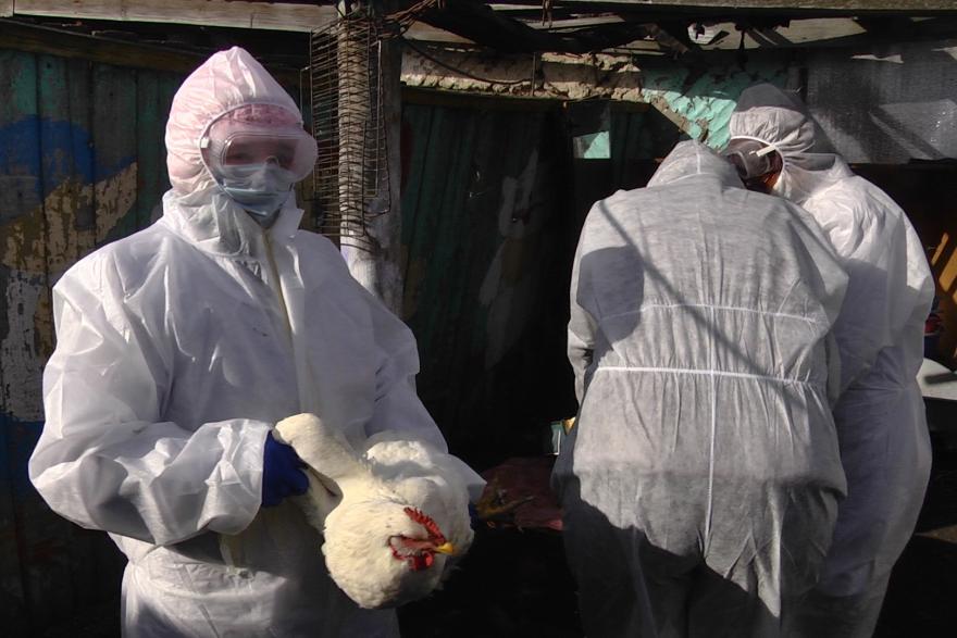 В Курганской области ликвидировали очаг птичьего гриппа. Ни одна птица не пострадала