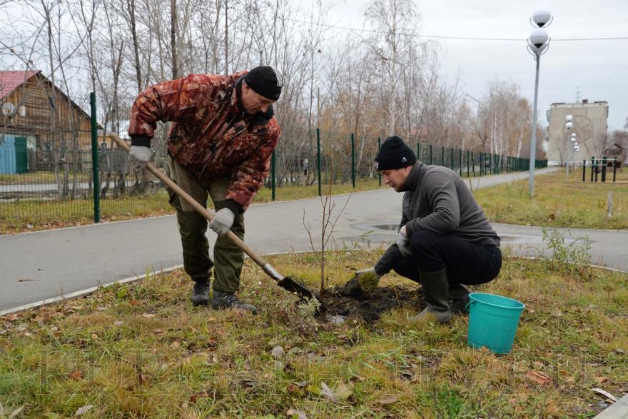 В микрорайоне Рябково высадили 50 деревьев