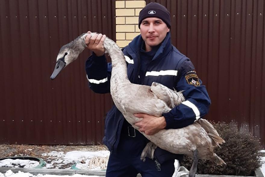 В Кургане спасли раненого лебедя