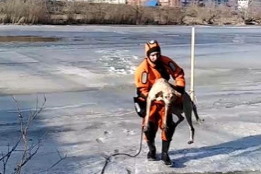 Курганские спасатели вытащили собаку из ледяной ловушки