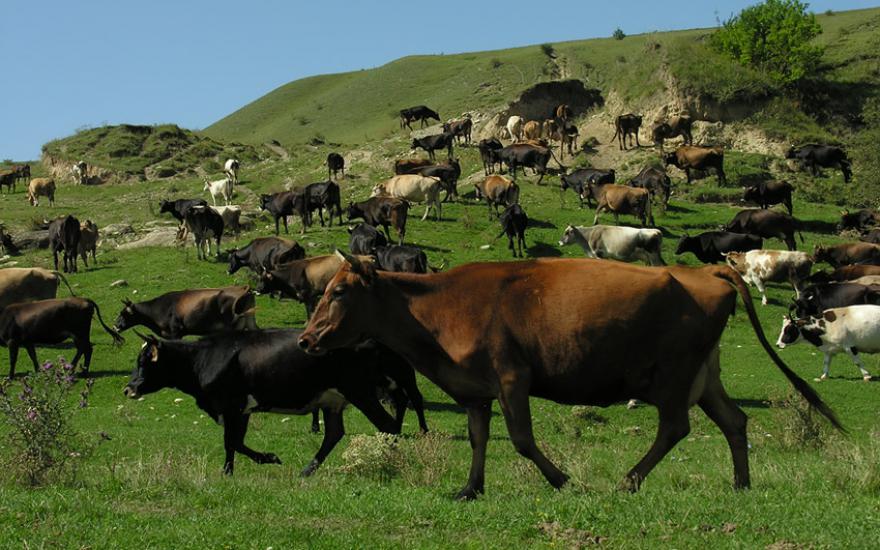 В список самых необычных арестов имущества в 2013 году в Зауралье попали 33 коровы