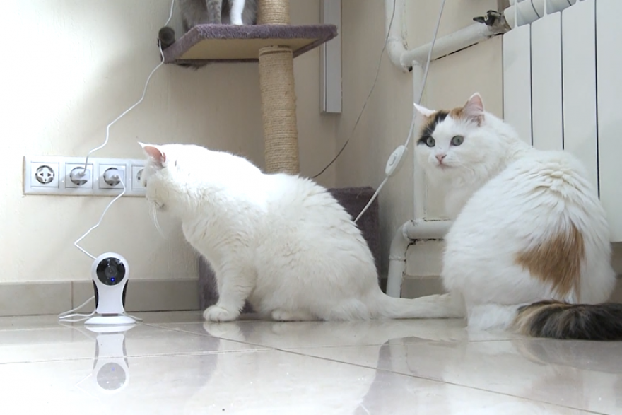 Курганцы могут дистанционно следить за домашними животными с помощью видеокамер