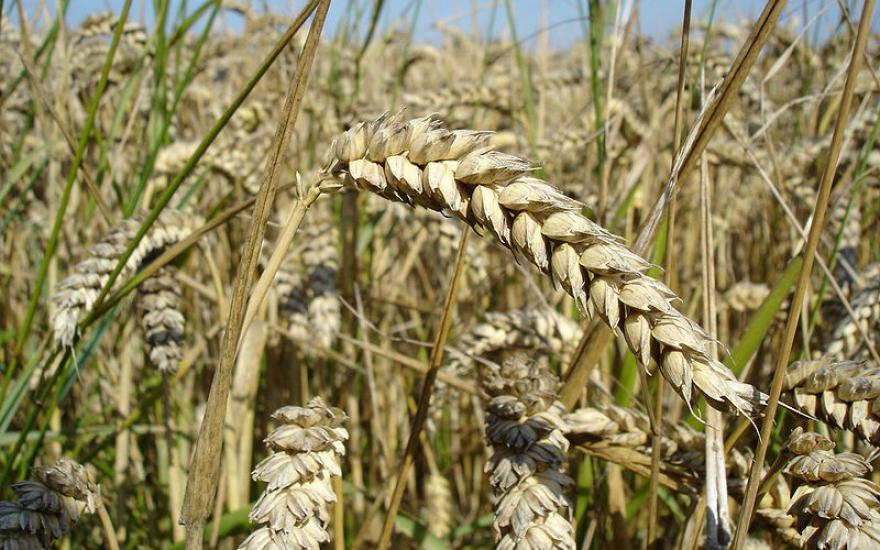 В России прогнозируют увеличение поставок пшеницы за границу