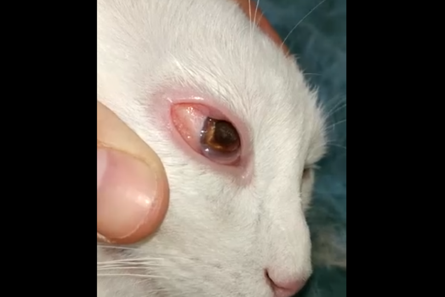 Курганские врачи спасли кота с пулей в глазу