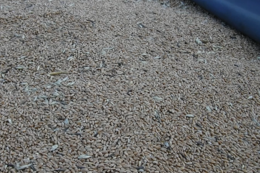 Из Курганской области в Казахстан пытались незаконно вывезти зерно