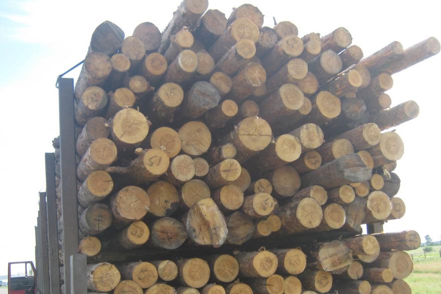 Через Курганскую область хотели незаконно вывезти 180 тонн леса 