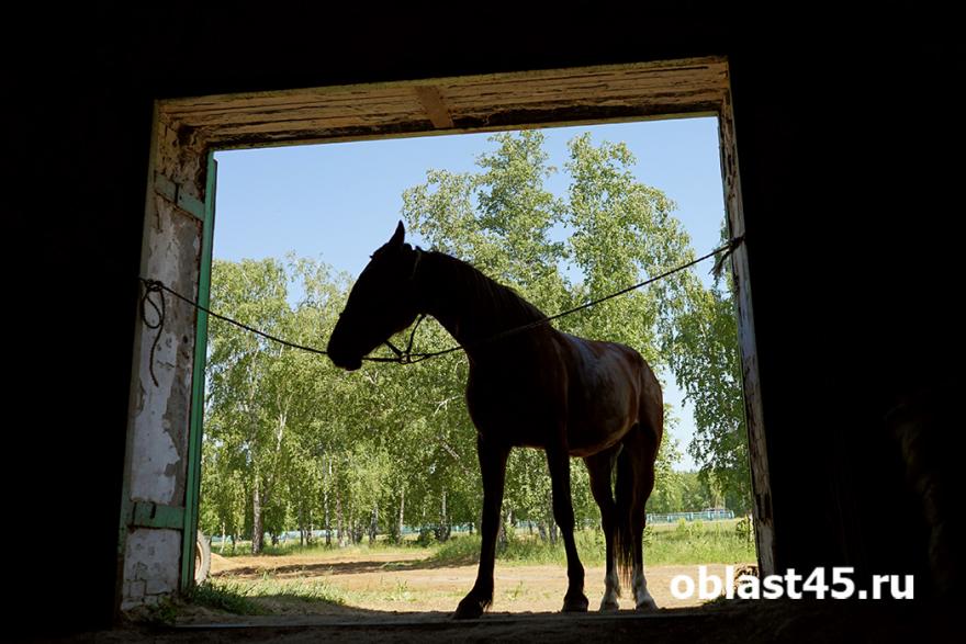 Зауральских лошадей не пустили в Казахстан без документов