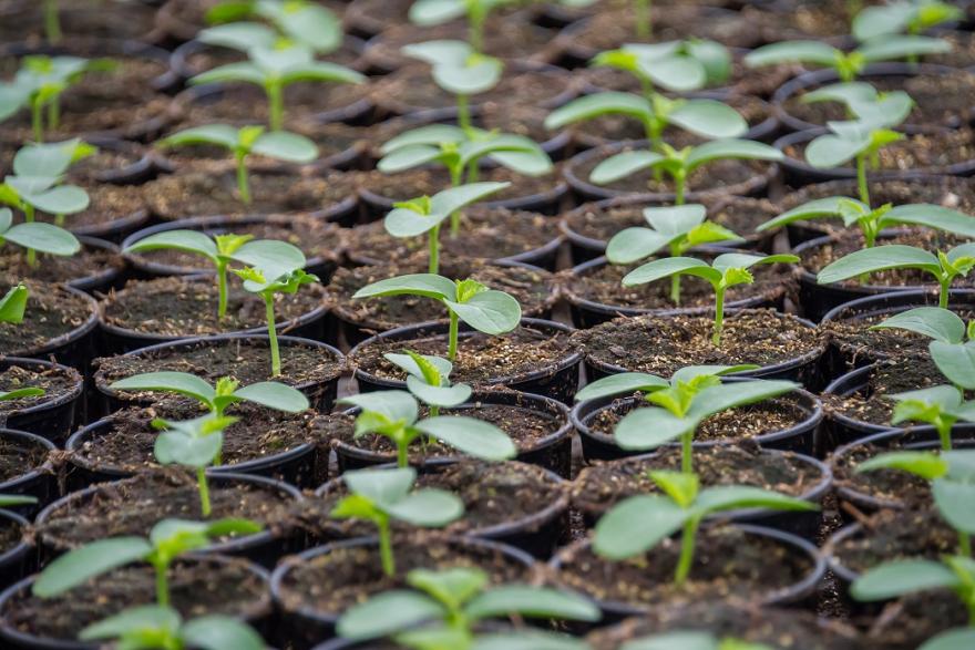 В агрокомплексе «Мартыновский» готовятся выращивать новые сорта овощей