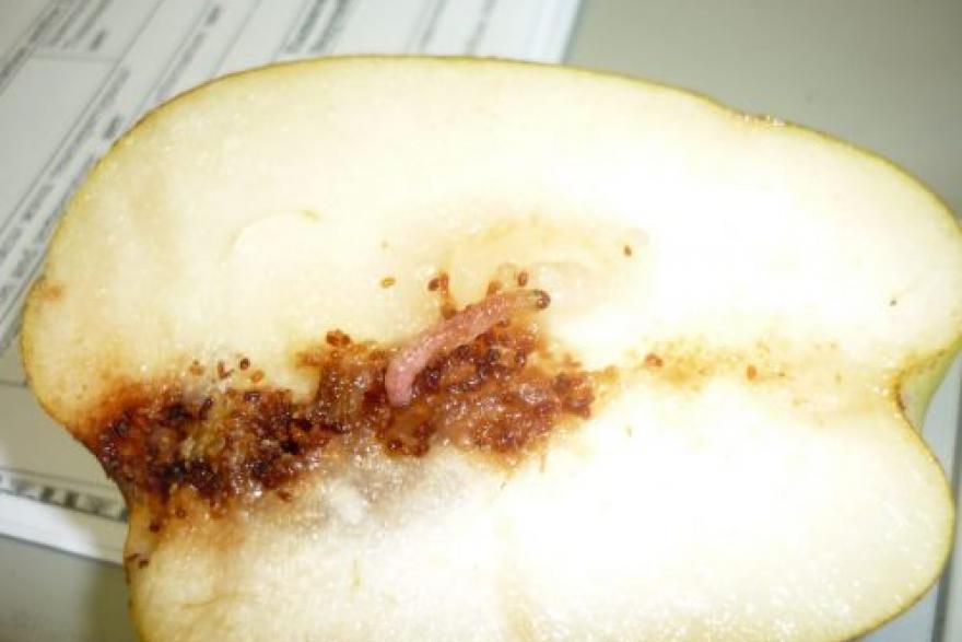 В импортированных в Курган грушах нашли живых личинок