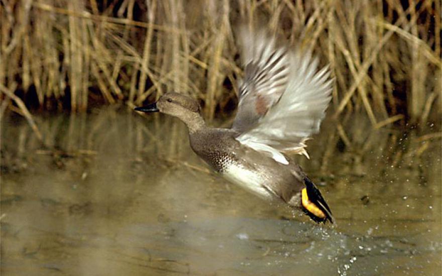 Экологи добиваются запрета охоты на птиц
