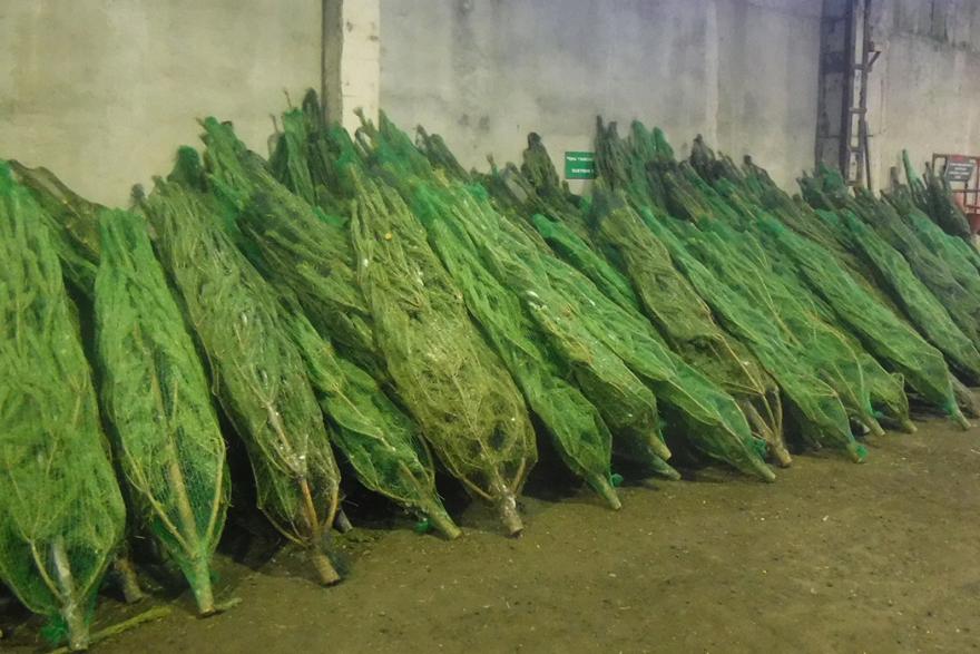 Таможенники Зауралья не пустили в Казахстан более 800 новогодних сосен 