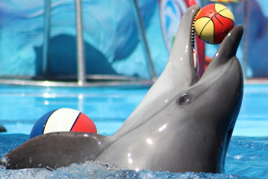 В России предложили запретить вылов дельфинов и косаток 