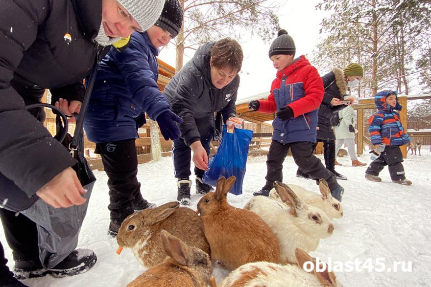 Кролики и пони стали врачами для курганских детей