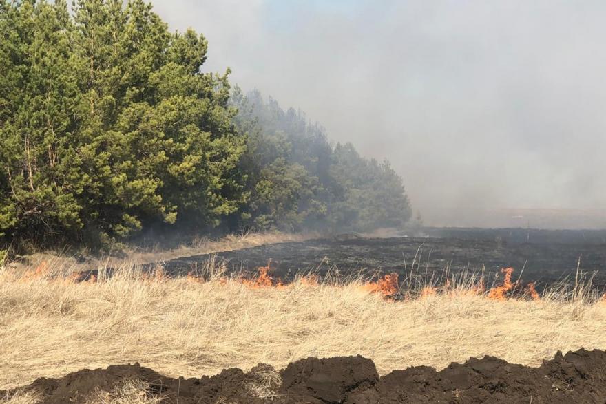 В Курганской области произошёл крупный лесной пожар