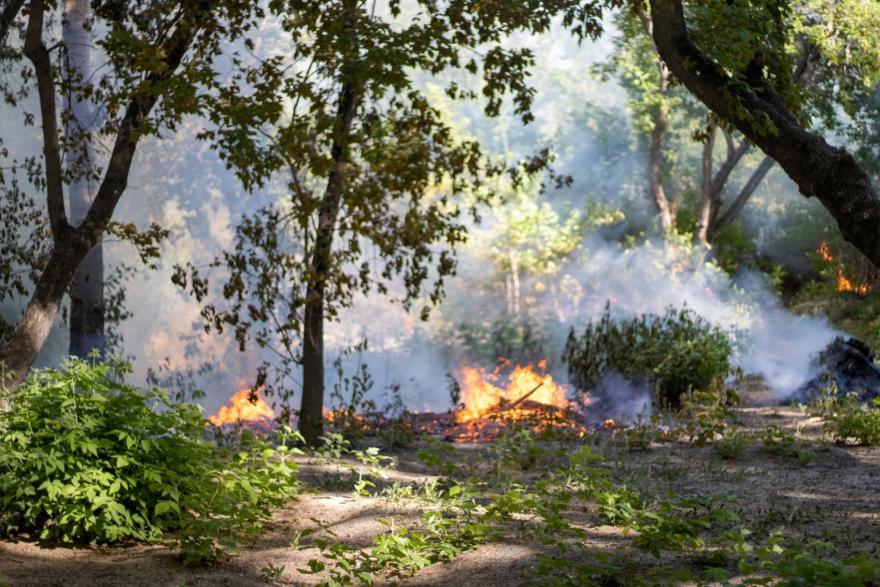 В центральном парке Кургана горит тополиный пух