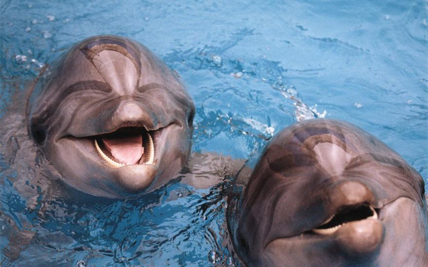 Крымские дельфины и морские котики на службе ВМФ России