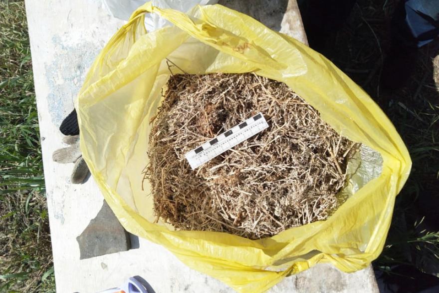 У жителя Курганской области изъяли более 700 граммов конопли