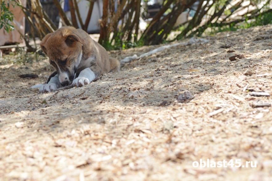 Зоозащитники Кургана обеспокоены пропажей бездомных собак после стерилизации