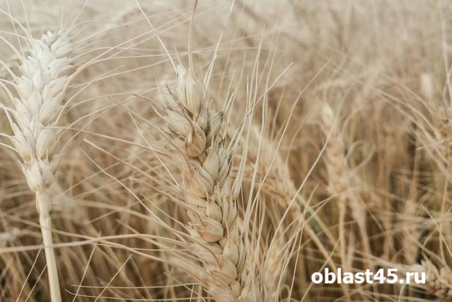 В Курганской области убрали 1,05 млн тонн зерновых и зернобобовых культур