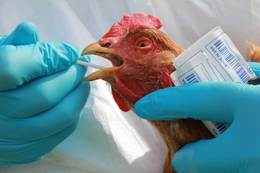 В Курганской области птичий грипп взят под контроль
