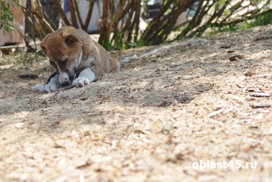 Активисты Кургана утеплили будки в приюте для собак