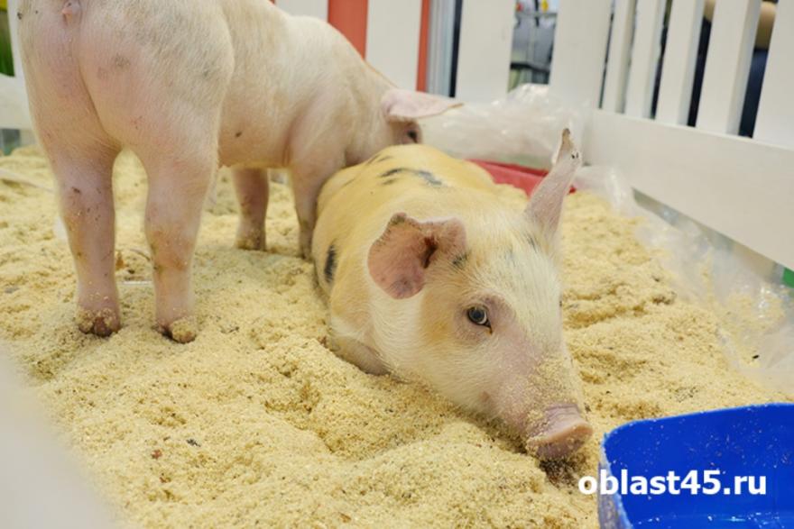 В Курганской области свиней содержат с нарушениями 