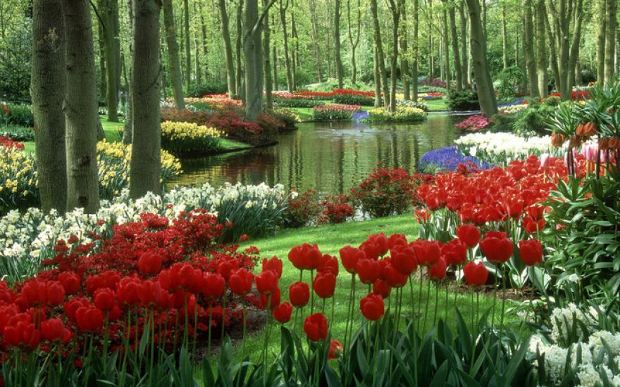 Знаменитый голландский сад открыл сезон: 32 гектара цветов