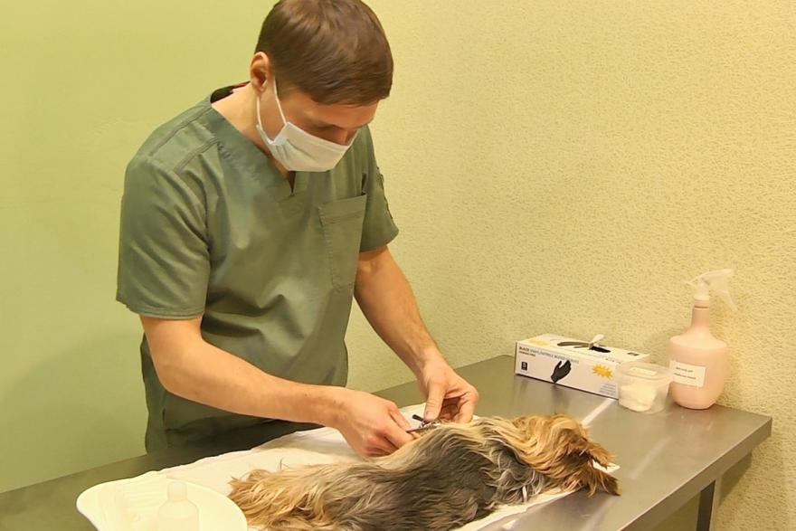 Ветеринарный госпиталь Кургана проводит ортопедические и неврологические операции