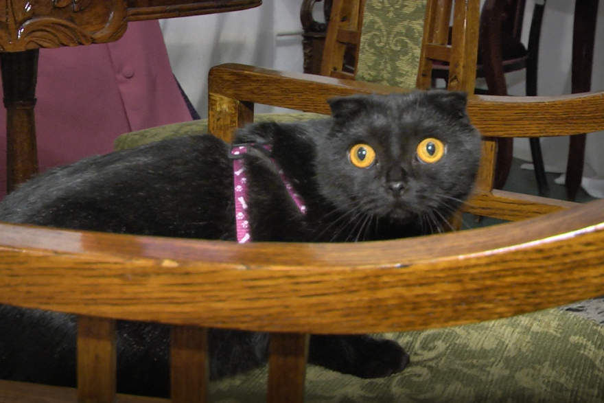 Кошка Мила стала пушистым талисманом курганского музея истории города 