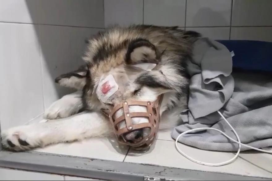 Спасение Титана: подстреленному курганскому псу провели операцию