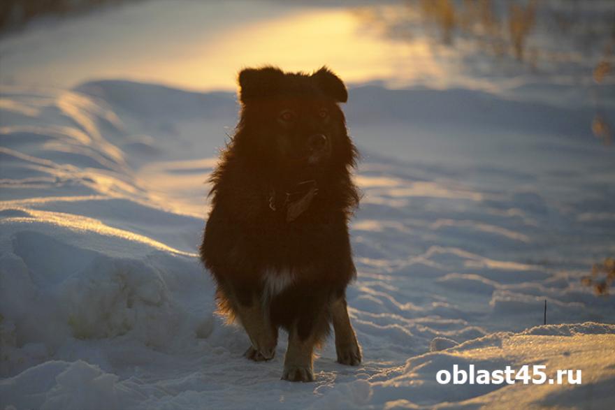 В России могут разрешить умерщвлять бродячих собак