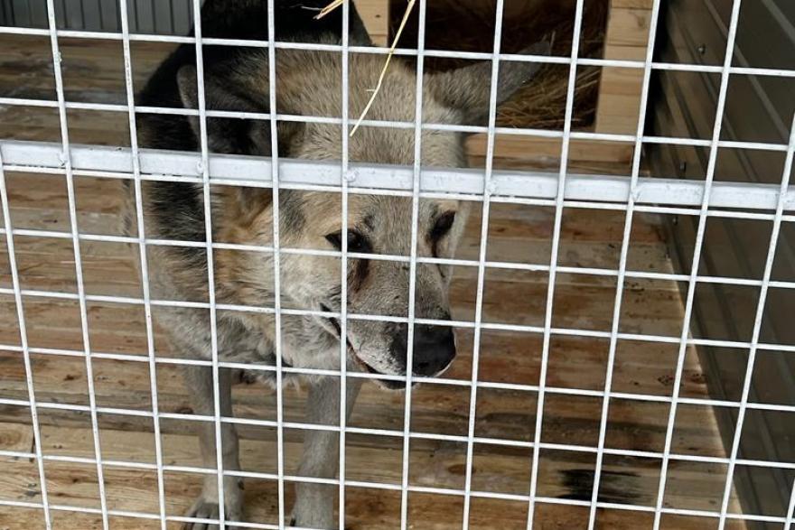 В курганском приюте для бездомных животных появился пёс Первач