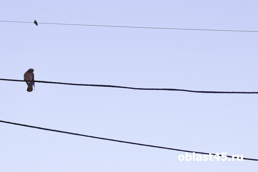В Кургане 4 марта пройдут плановые отключения электроснабжения