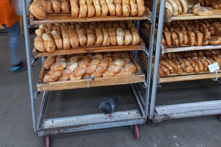 «Голубь среди булок»: курганцы жалуются на птиц в хлебном отделе торговой сети