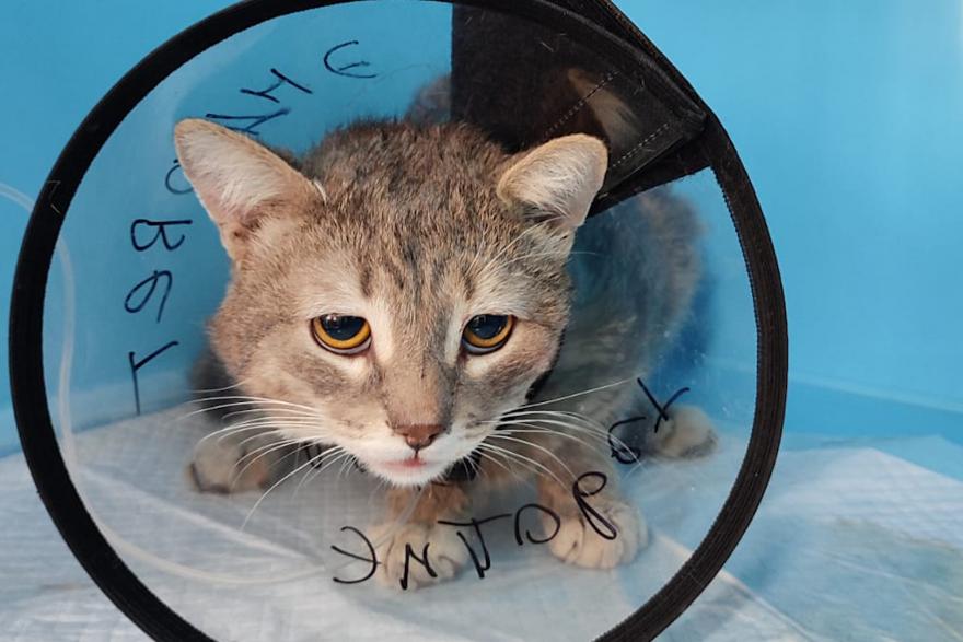 В Кургане ветеринары бились за жизнь раненого кота