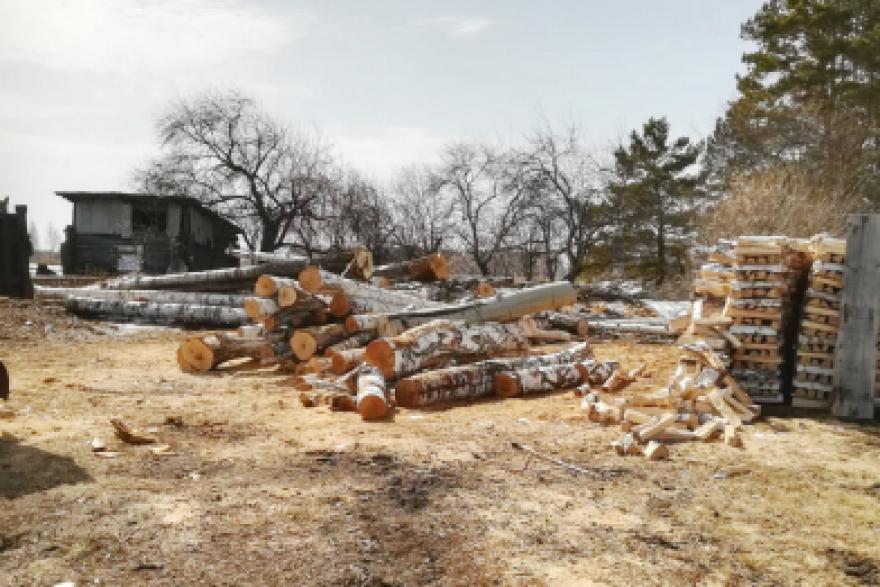 В Курганской области незаконно вырубили деревья на 870 тысяч рублей
