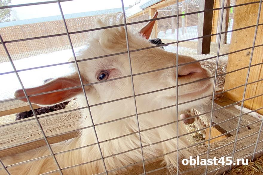 В России дачникам хотят разрешить разводить кур и коз