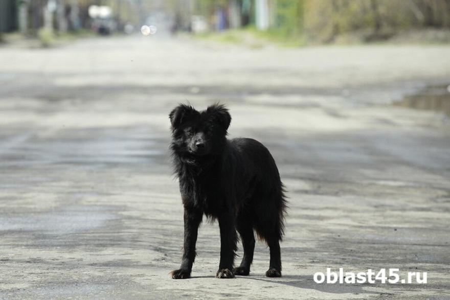 Жительница Курганской области заплатит за невоспитанность своей собаки